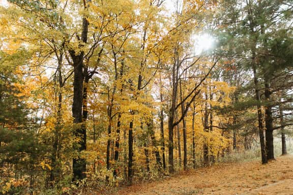 Humble & Cozy | Hiking Near| Firepit| Boones Bluff